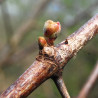Macérat dynamisé (D1) de bourgeons de Vigne