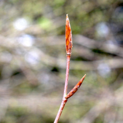 Macérat dynamisé (D1) de bourgeons de Hêtre