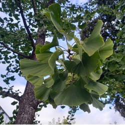 Alcoolature de Ginkgo (Teinture-mère)