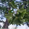 Alcoolature de Ginkgo (Teinture-mère)