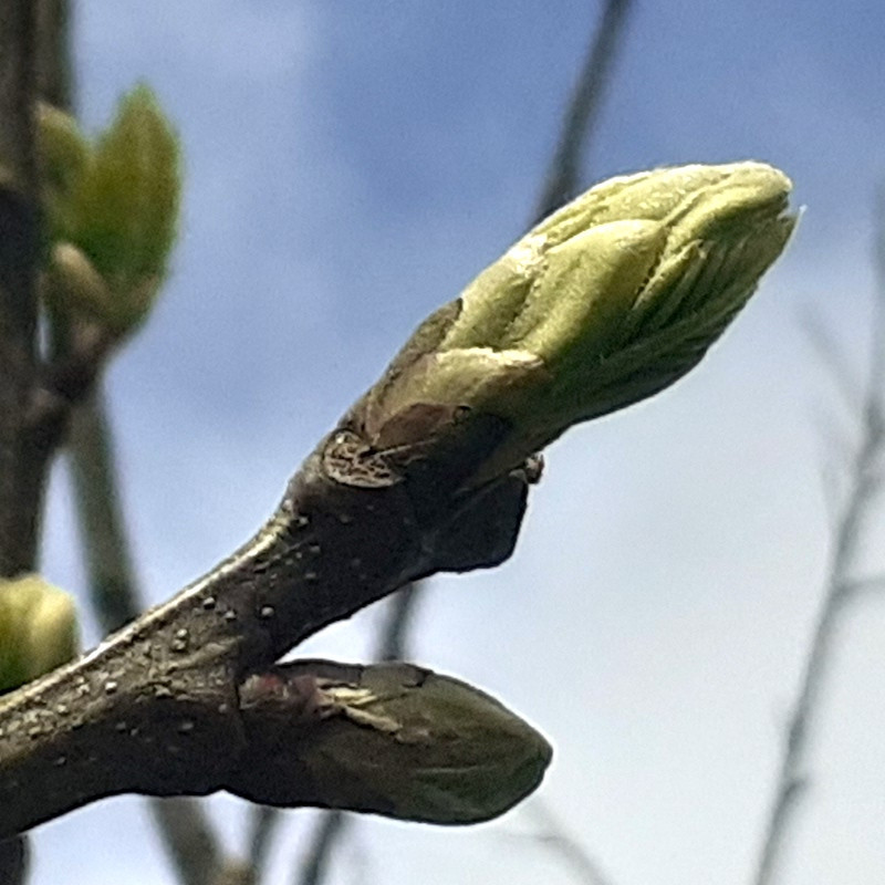 Macérat dynamisé (D1) de bourgeons de Châtaignier