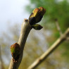 Macérat dynamisé (D1) de bourgeons de Frêne