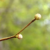 Macérat dynamisé (D1) de bourgeons de Noisetier