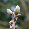 Macérat dynamisé (D1) de bourgeons de Noyer