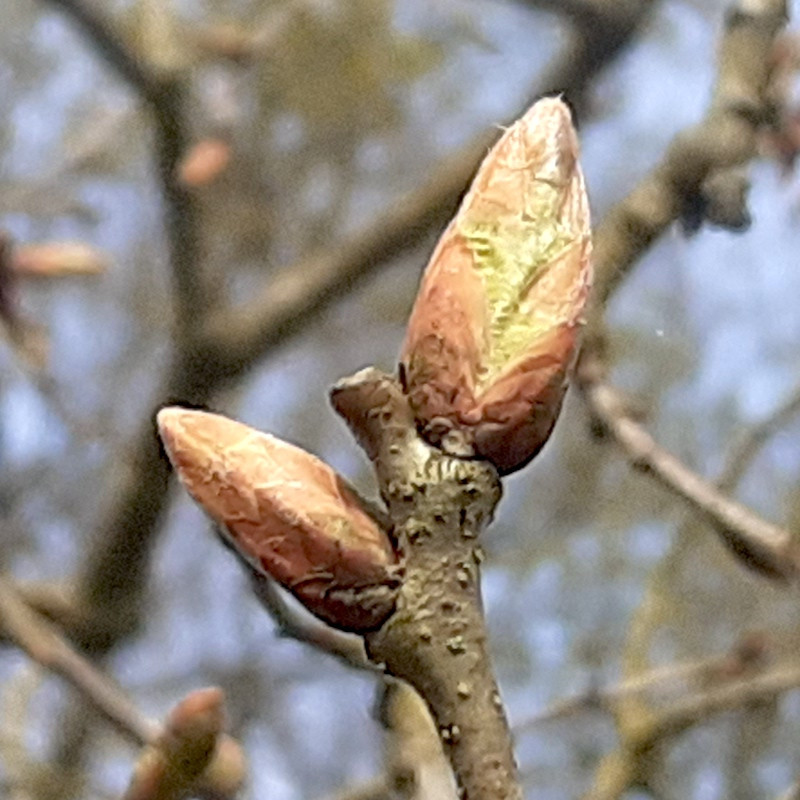 Macérat dynamisé (D1) de bourgeons de Pommier