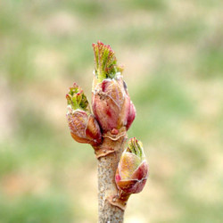 Macérat mère de bourgeons de Cassis