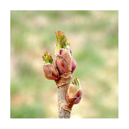 Macérat dilué dynamisé (D1) de bourgeons de Cassis