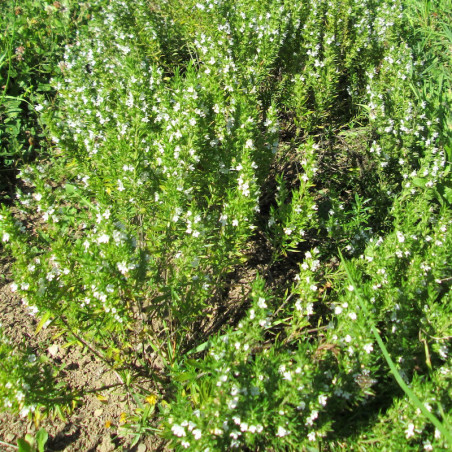 Alcoolature d'Angélique (Teinture-mère)