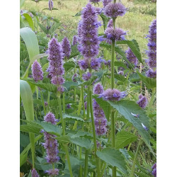 Agastache