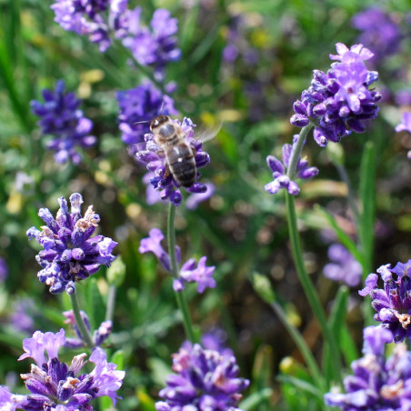 Alcoolature de Lavande officinale (Teinture-mère)