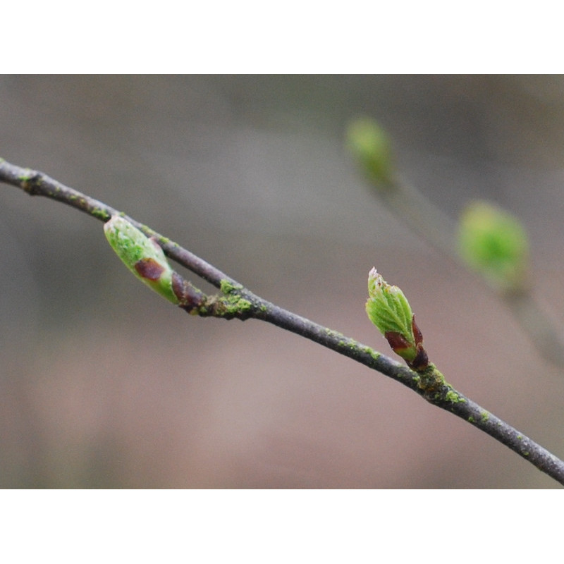 Macérat mère de bourgeons de Bouleau verruqueux