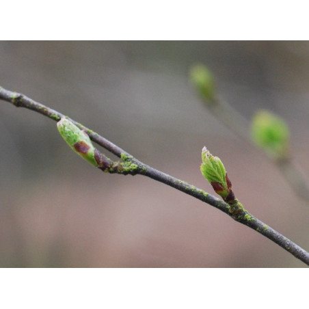 Macérat mère de bourgeons de Bouleau verruqueux