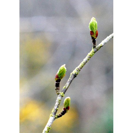 Macérat dilué dynamisé (D1) de bourgeons de Bouleau verruqueux
