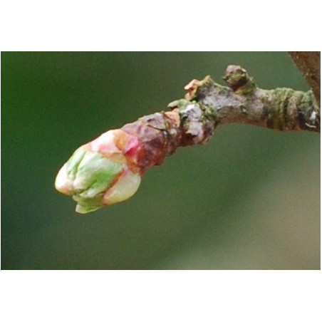 Macérat dilué dynamisé (D1) de bourgeons d'Aubépine