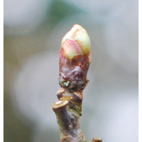 Macérat mère de bourgeons d'Aubépine