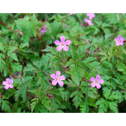 Alcoolature de Géranium Herbe-à-Robert (teinture-mère)