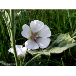 Alcoolature de Guimauve (teinture-mère)