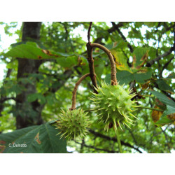 Alcoolature de Marronnier (teinture-mère)