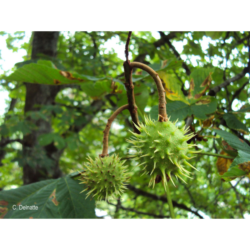 Alcoolature de Marronnier (teinture-mère)
