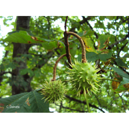 Alcoolature de Marronnier (teinture-mère)