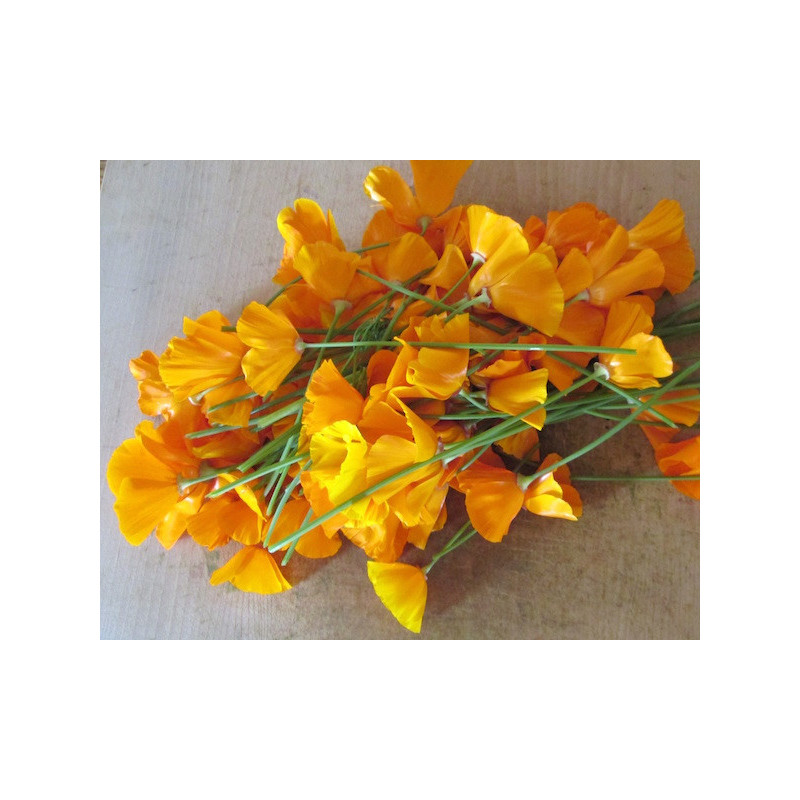  Bouquet de Pavot de Californie frais