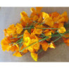  Bouquet de Pavot de Californie frais