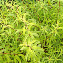 Verveine citronnée