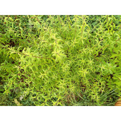 Alcoolature de Verveine citronnée (Teinture-mère)