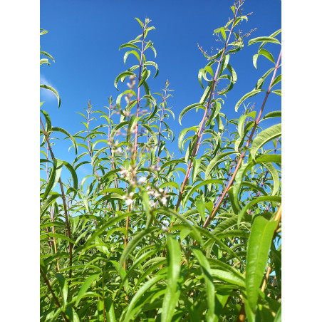 Alcoolature de Verveine citronnée (Teinture-mère)