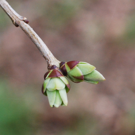 Macérat mère de bourgeons de Lilas