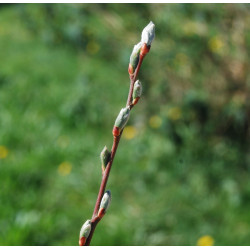 Macérat mère de bourgeons de Saule