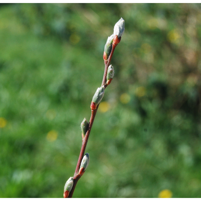 Macérat mère de bourgeons de Saule