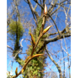 Macérat mère de bourgeons de Peuplier