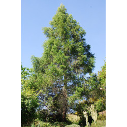 Macérat mère de bourgeons de Mélèze