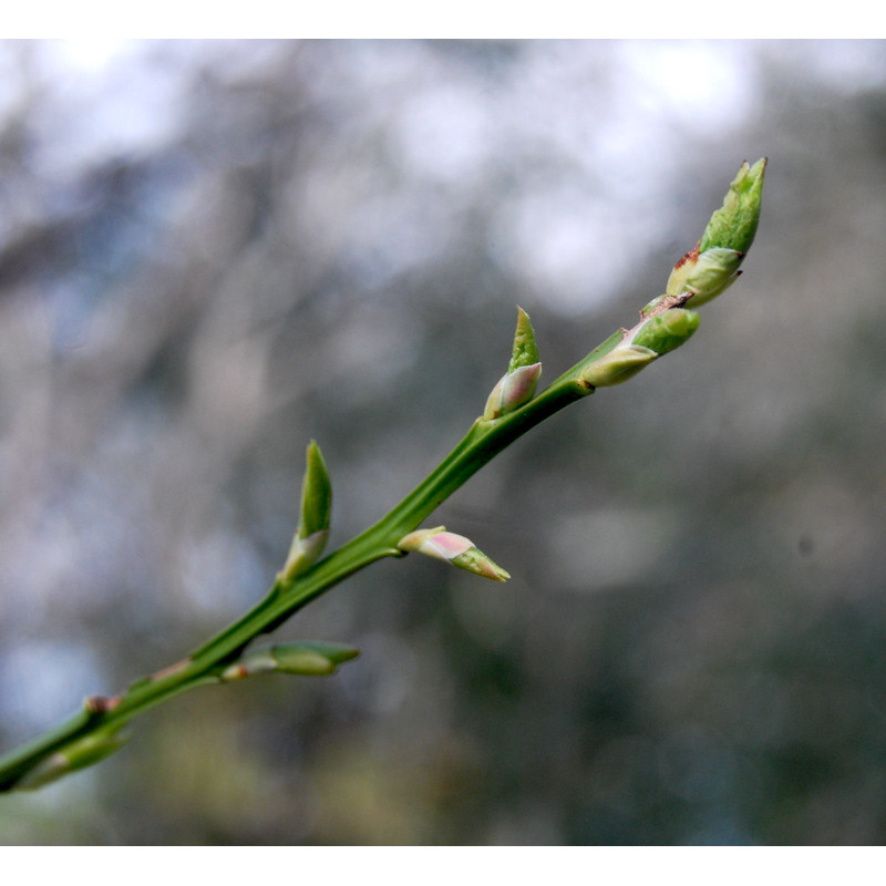 Macérat mère de bourgeons de Myrtillier