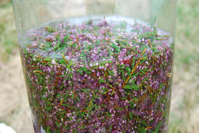 Macération de bruyère